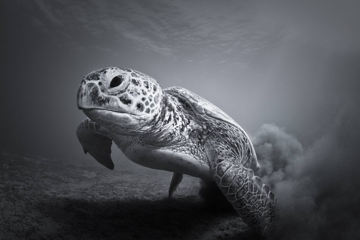 Awesome Turtle.jpg