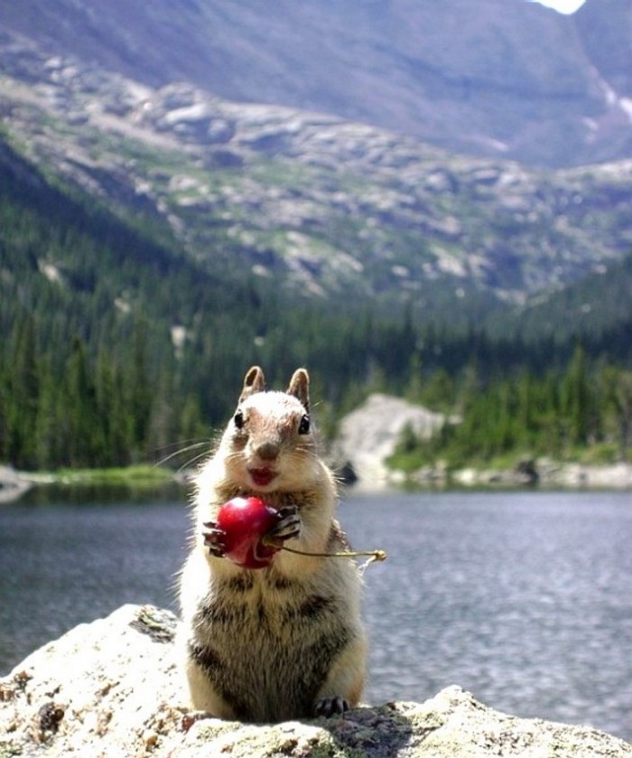 Cherry Squirrel.jpg