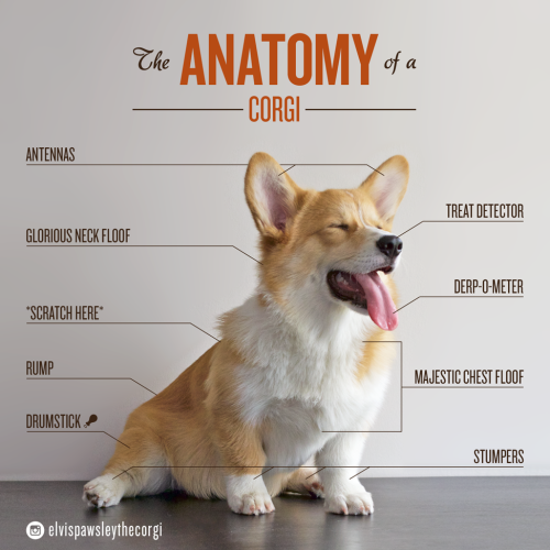 The Anatomy of a Corgi.png