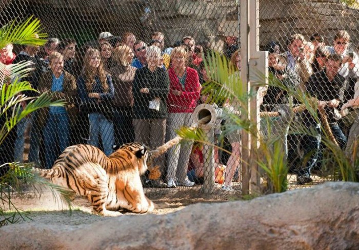 Tiger Tug.jpg