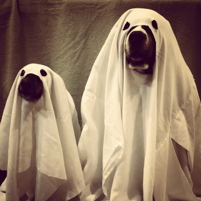 ghost dogs.jpg