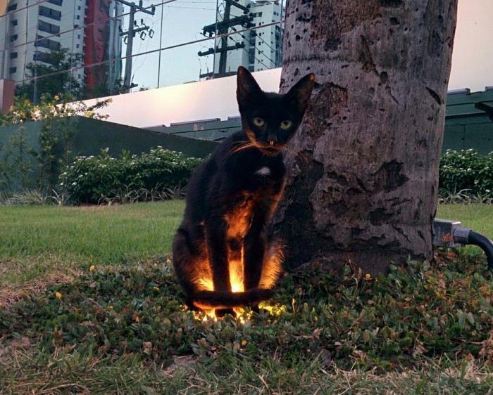 glow cat.jpg