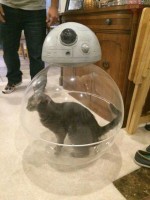 BB-8 Cat Toy