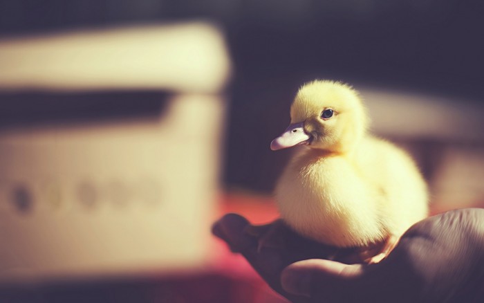 Baby Duck.jpg