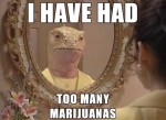 I have had too many marijuanas