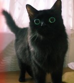LSD Cat