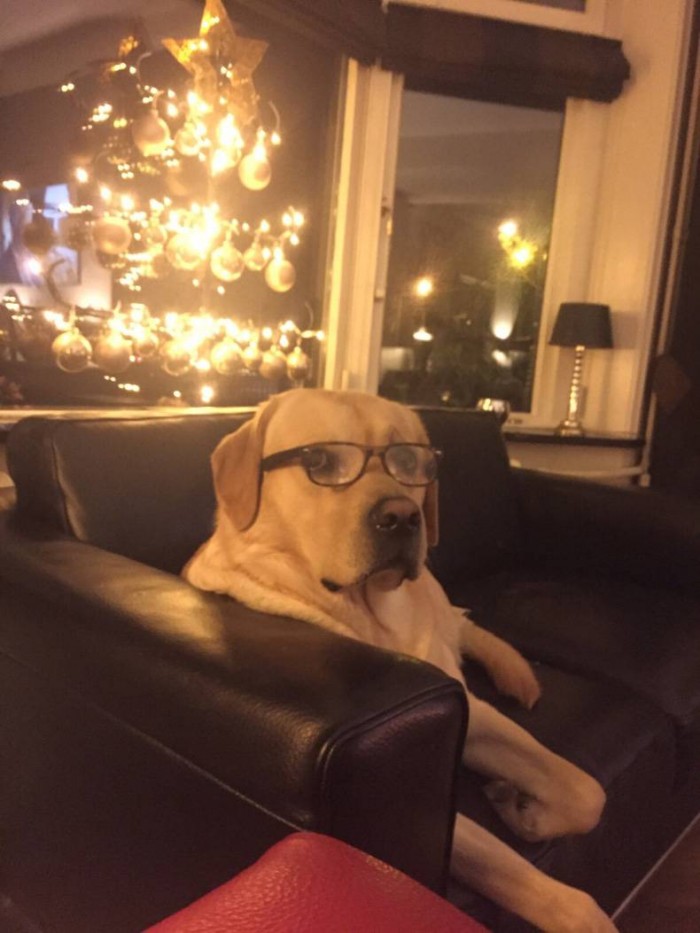 Smart Dog at christmas.jpg