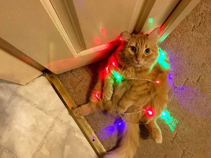 regretful christmas cat.jpg