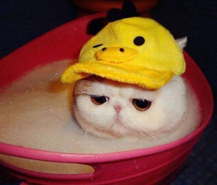 sad bath cat.jpg