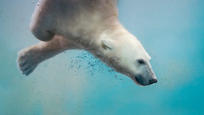 A polar bear plunging.jpg