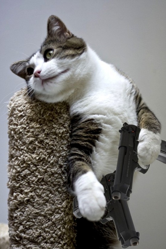 Gun Cat.jpg