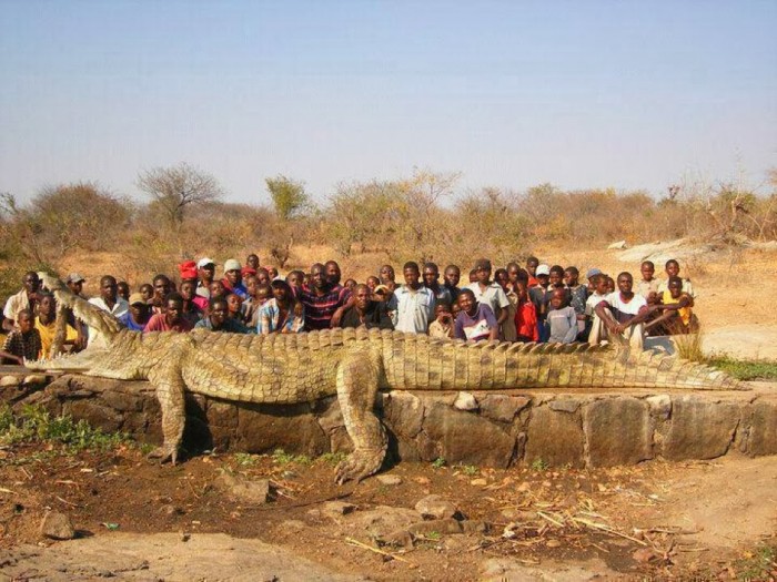 blogspot-angola-d2qv-monster-crocodile