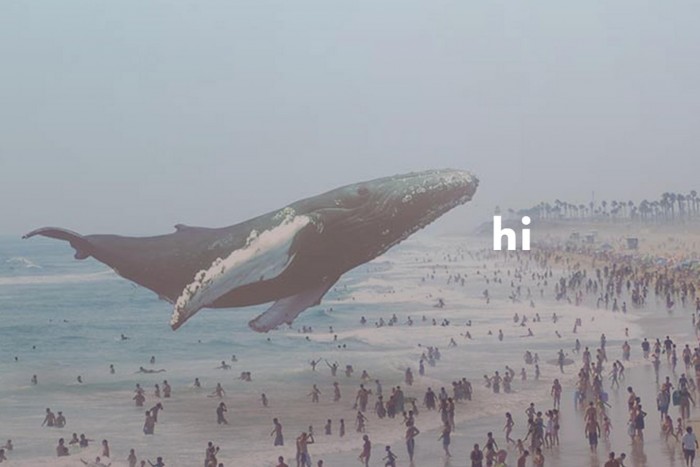 high whale.jpg
