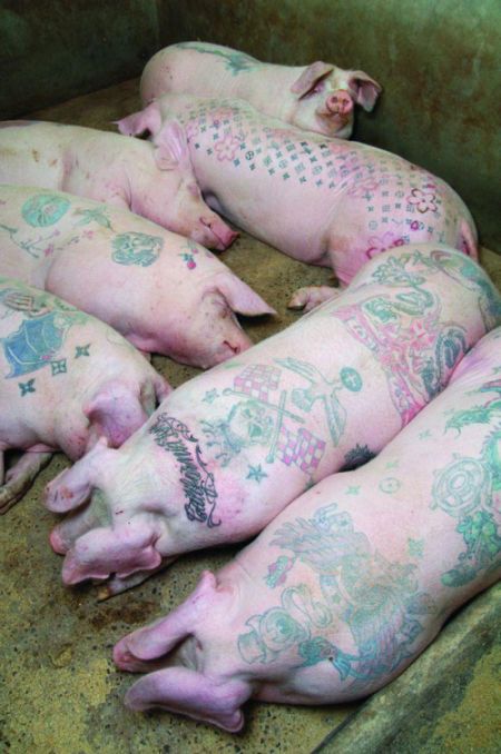 tattooed pigs.jpg