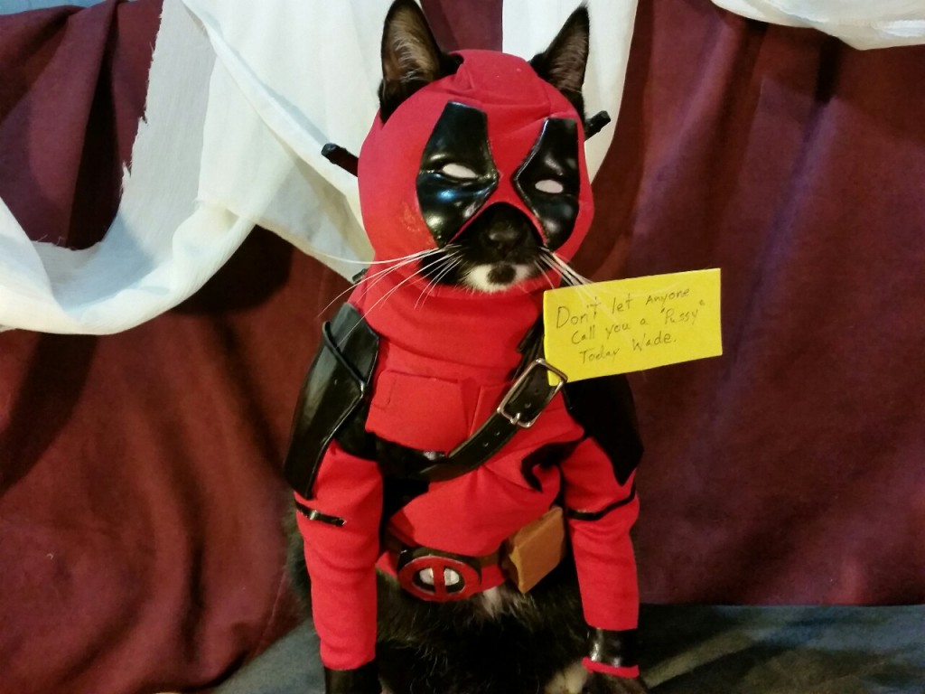 Deadpool Cat MyConfinedSpace
