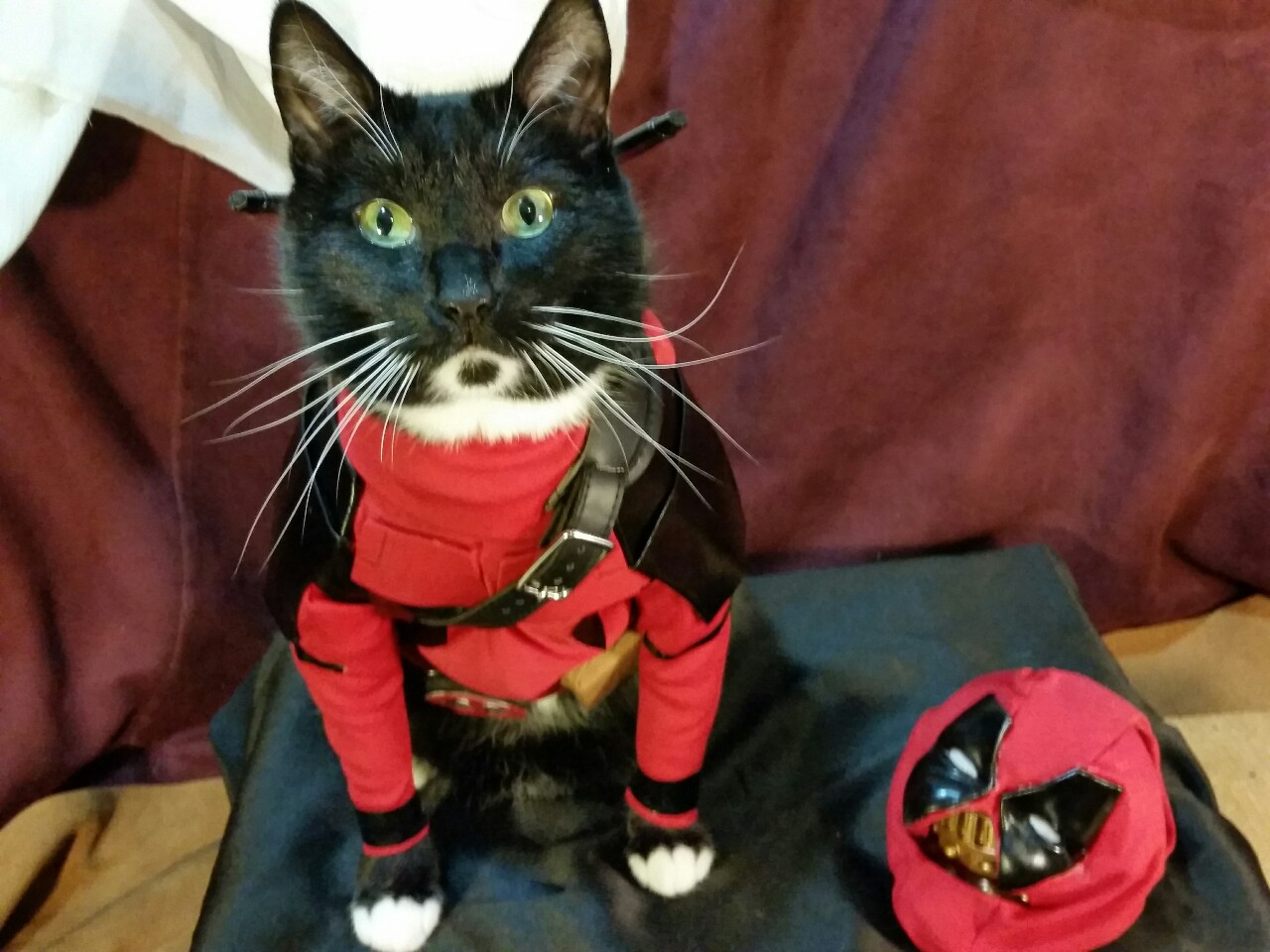 Deadpool Cat « MyConfinedSpace