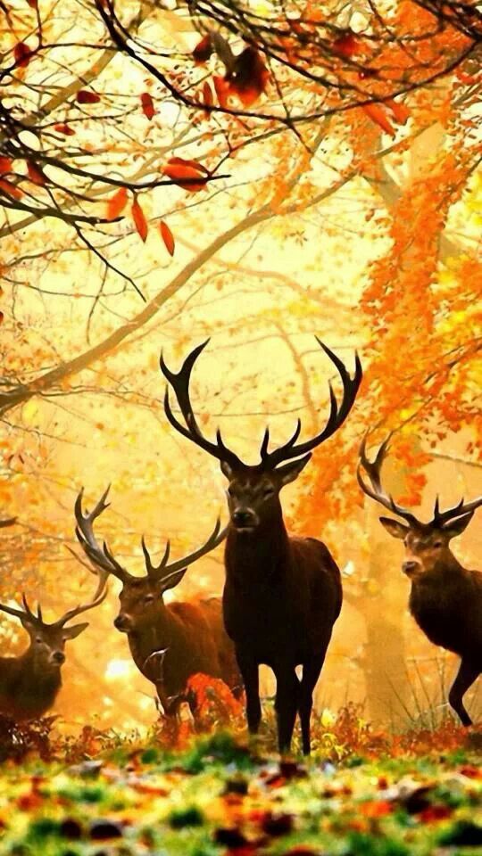 Stags in the Forest.jpg