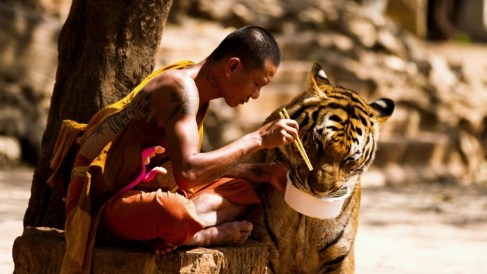 Tiger Feeding.jpg
