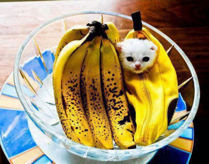 banana cat.jpg