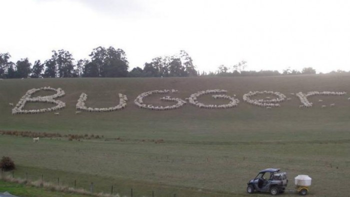 bugger-a-sheep