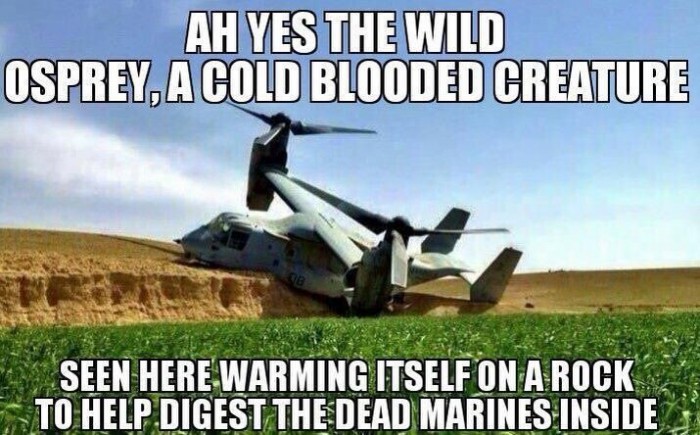 cold blooded osprey.jpg