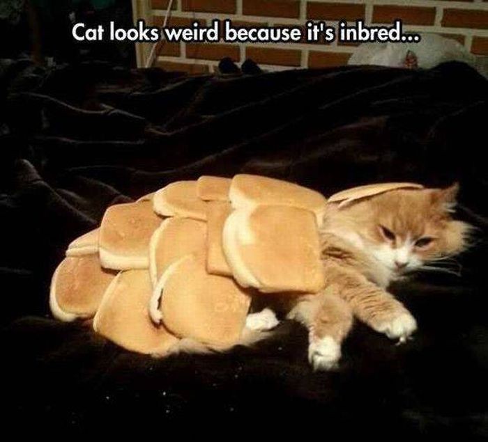 inbred cat.jpg