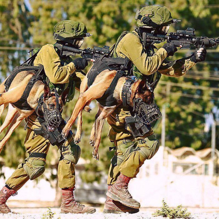 military dog walker.jpg