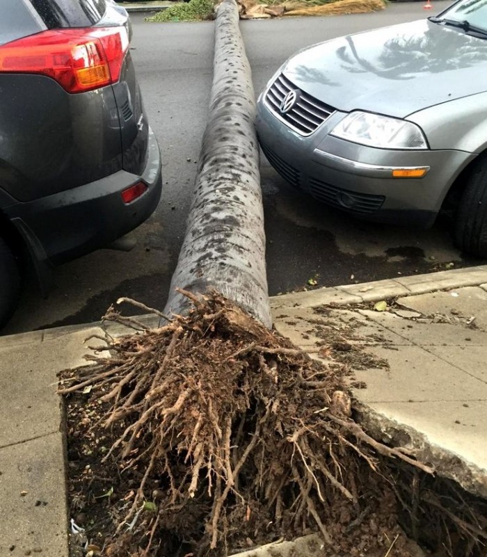 poorly rooted palm tree.jpg