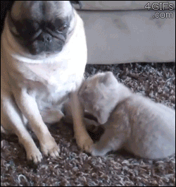 pug vs kitten.gif