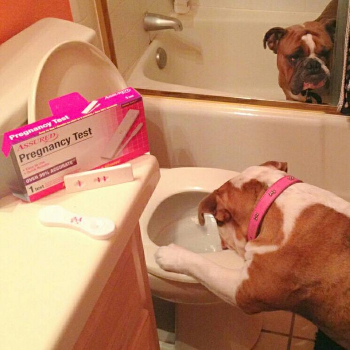 Doggy Pregancy Announcement.jpg