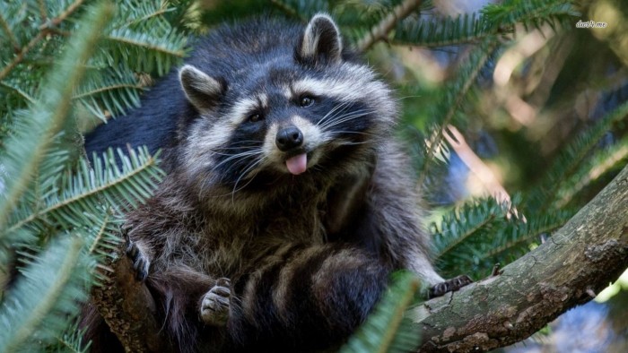 Silly raccoon.jpg