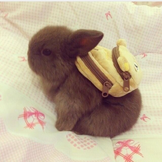 bunny with packpack.jpg
