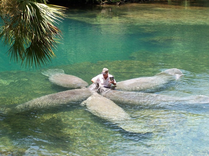 manatee feeding.jpg