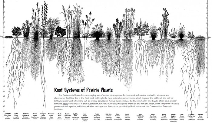 root systems of prairie Plants.jpg