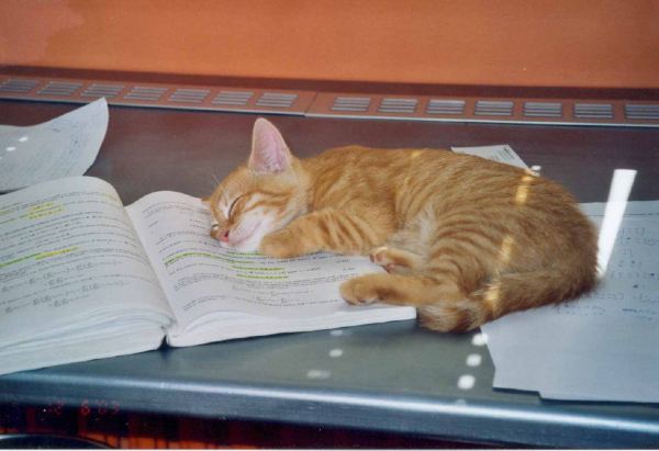 Study Cat.jpg