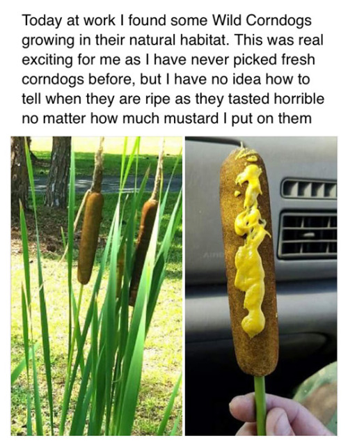 natural mustard dog.jpg