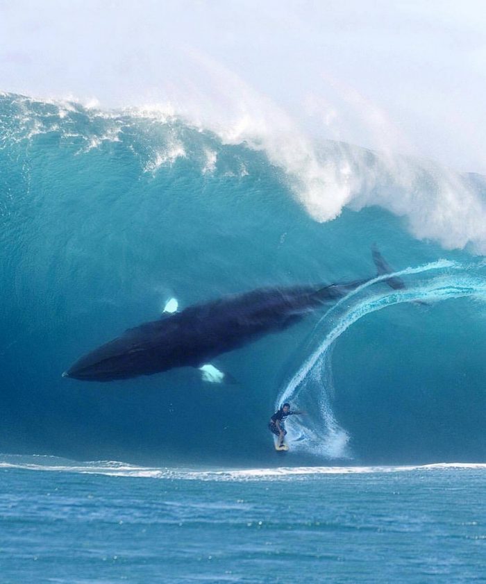 surfing whale.jpg