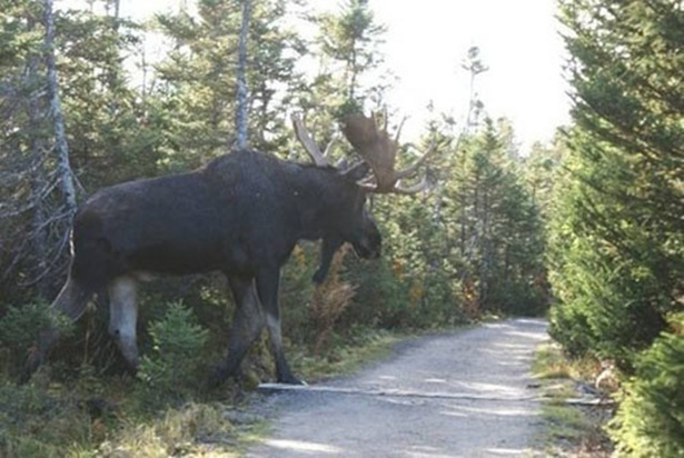 BIG Moose