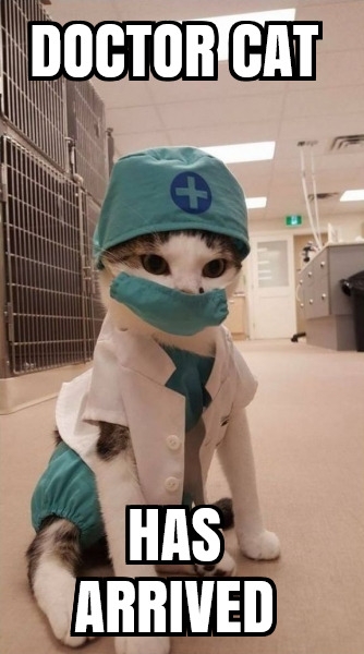 doctor cat has arrived.jpg