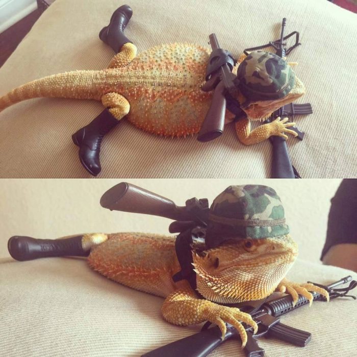 military lizard.jpg