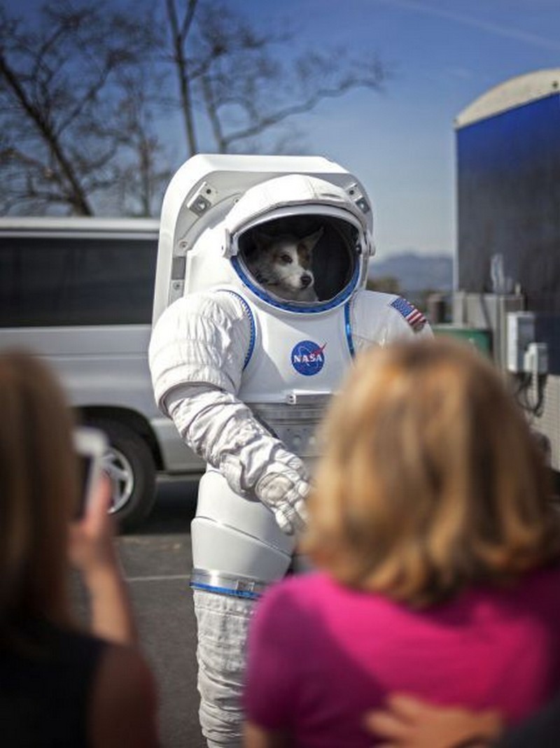 NASA Dog - MyConfinedSpace