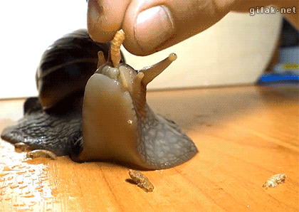 Snail-eating
