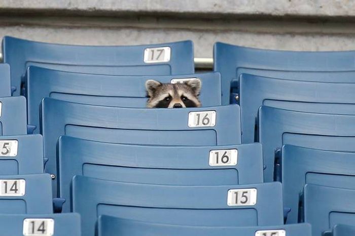 sports raccoon.jpg