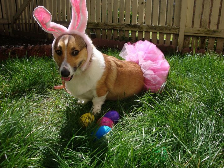 Corgie Easter Bunny.jpg