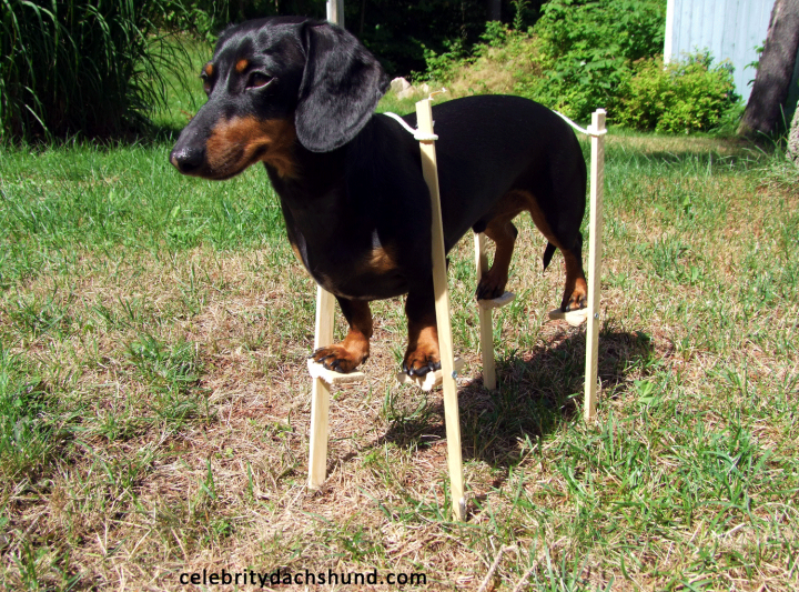 Dachshund on stilts.png
