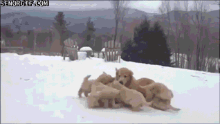 Dog Pile