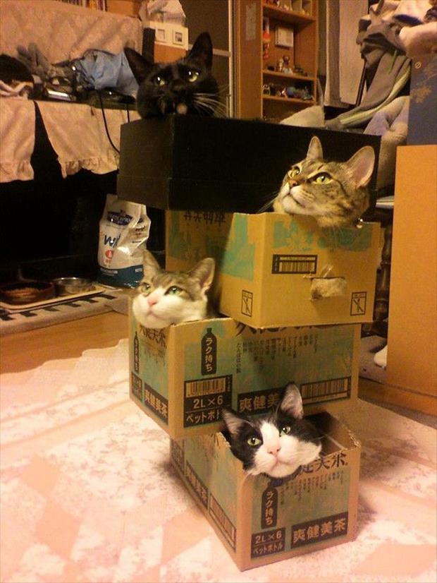 Kitty Jenga.jpg