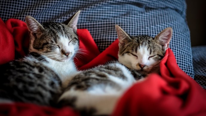 Two cats in bed.jpg