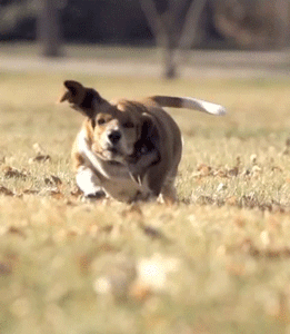 dog gifs-002-09232014