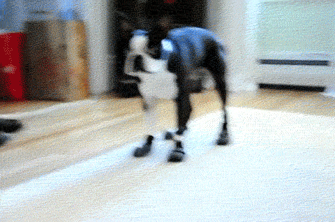 dog gifs-009-10282015